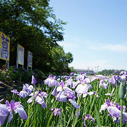 あわら北潟湖畔花菖蒲園