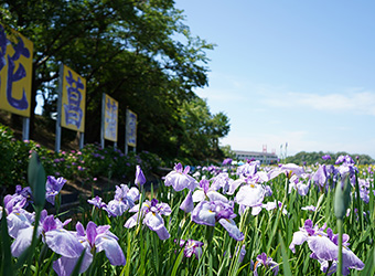 あわら北潟湖畔花菖蒲まつり