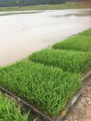 酒米「山田錦」の苗