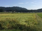 稲刈りもまもなく・・