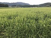 台風にも耐えてくれていた稲たち