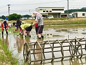 八角も使って田植えをする女将
