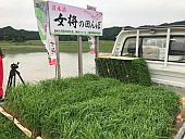 「女将」山田錦の苗